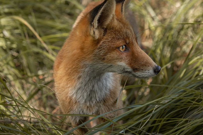 Renard dans l'herbe par Steffie van der Putten