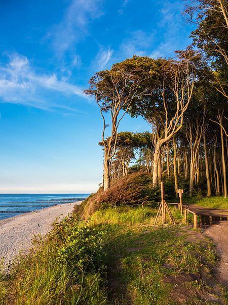 Coastal forest on the Baltic Sea coast in Nienhagen, Germany by Rico Ködder