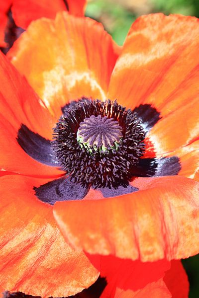 mohn von Falko Follert