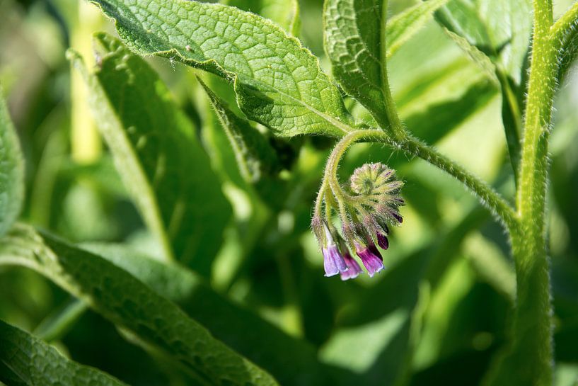 comfrey (Symphytum officinale), flowers and leaves of the plant used in organic medicine, closeup, s by Maren Winter