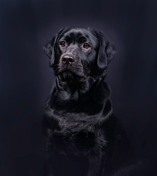 Black Lab par Alex Hiemstra