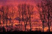 Bomenrij tegen avondrood