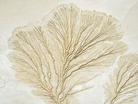 Entwässerungspatern im Koehnsee.