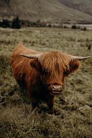 Scottish highlander - Scotland
