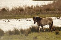 konik horse