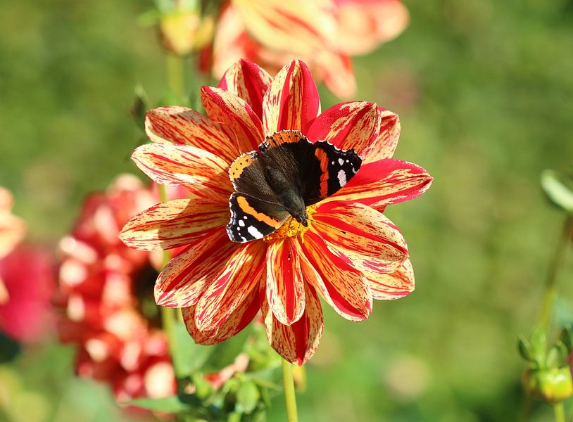 Admiral by Matthias Brix