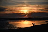 Dog looks out over the most beautiful place in the Netherlands