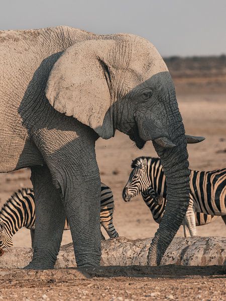 Éléphant et zèbre en Afrique par Anouk Kooiman
