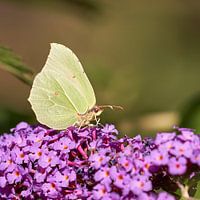 Zitronenfalter genießt eine köstliche Mahlzeit.