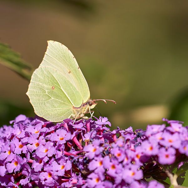 Zitronenfalter genießt eine köstliche Mahlzeit. von Geert Perdaens