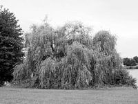 Trauerweide (Baum) in Frankreich