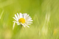 Daisy (Bellis perennis)