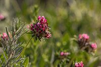 Wilde klaver in het ochtendgloren