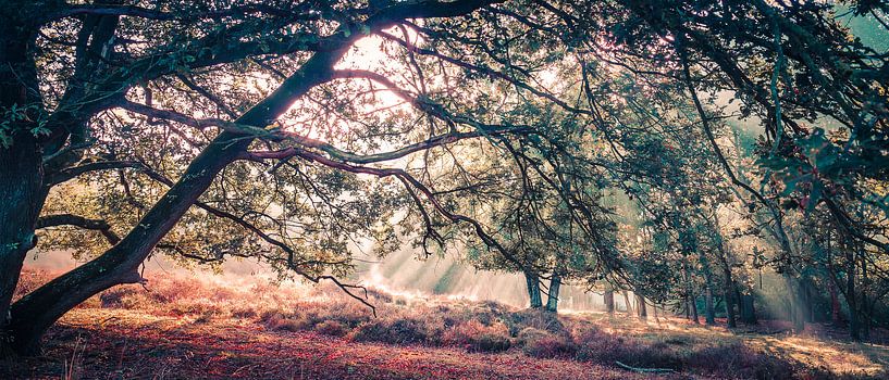 Rayons de soleil panoramiques Mookerheide par Bas Stijntjes
