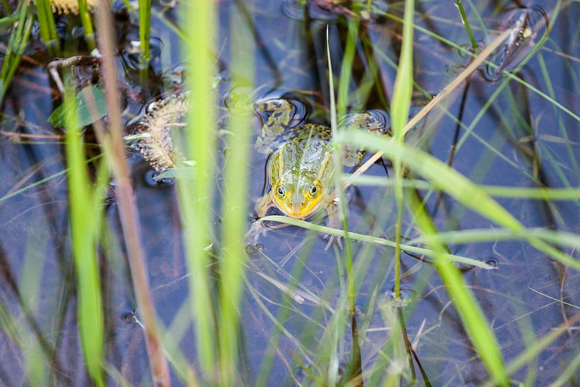 Frosch von Arnoud Kunst