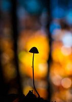 paddenstoel in silhouet