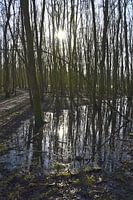 La forêt de Leeuwarder