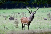 Cerf rouge sur la Veluwe.