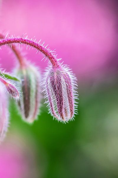 Komkommerkruid macro by Lindy Hageman