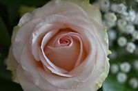 Light pink rose
