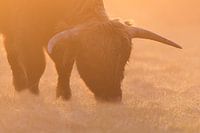 Haut lieu de pâturage