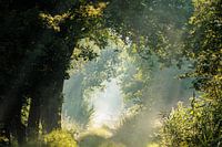 Summer vista in the Merkske