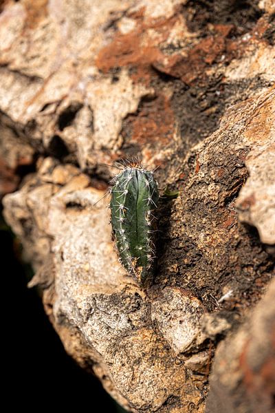 Determined growth by Nicole Schmidt