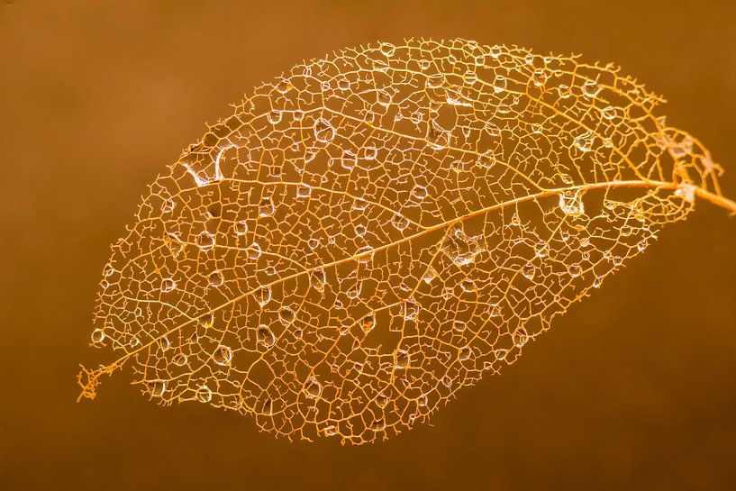 Oud en vergaan en mooi door de druppels van Jolanda de Jong-Jansen