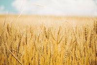 Weizenfeld