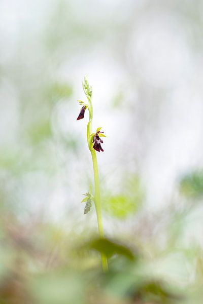 Vliegenorchis - Ophrys insectifera par Mark Meijrink