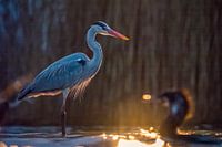 Atmospheric image of a heron and a cormorant in beautiful light.