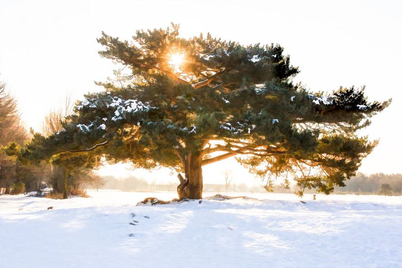 Le soleil à travers les branches par Michar Peppenster