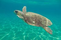 Zeeschildpad in Zakynthos