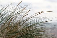 Dune d'herbe sur la plage