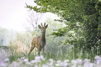 Reebok in Grün mit Kuckucksblumen im Vordergrund.
