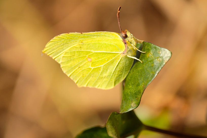Citroenvlinder op een klimop by Lisa-Valerie Gerritsen