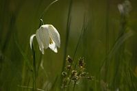 Wild lapwing bleum, Zwartewaterland, Hasselt, Overijssel