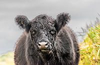 Bétail Galloway Texel