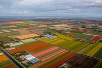Bulb fields in bloom