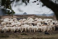 Sheep flock Ruinen