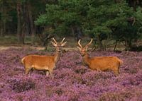 Edelhert Veluwe