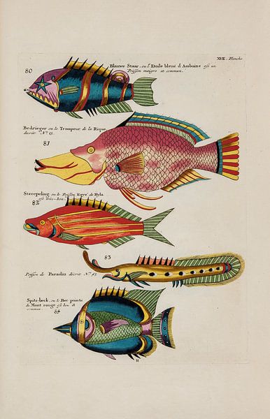 Krebse und Krabben, Louis Renard, 1754 - Sammlung Teylers Museum von Teylers Museum