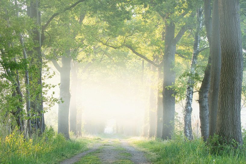 Springtime sunrise by Roelie Steinmann