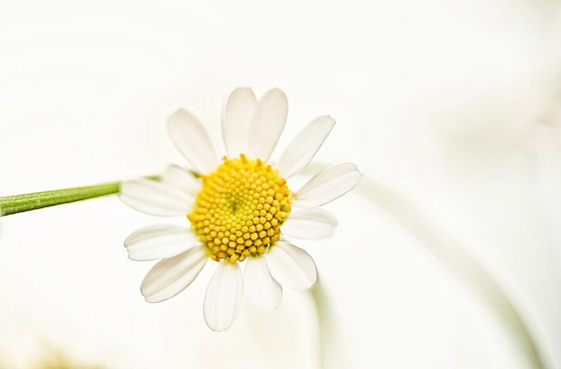 Gänseblümchen im Vintage-Stil. von Ellen Driesse