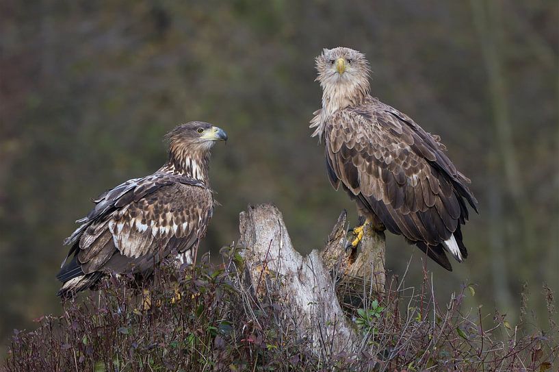 No apace for you mate &quot;White-tailed eagles&quot; by Harry Eggens