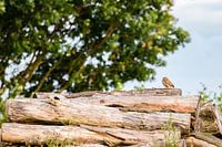 Kleine Eule in der Landschaft!