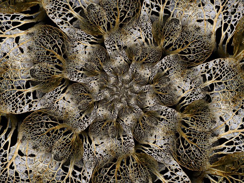 Hortensien Twist Gold II von Klaartje Majoor