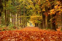 Herbstwald