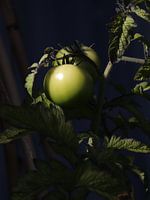 Tomate mûrissant au soleil