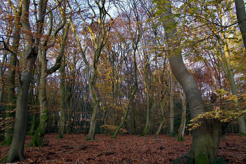 Dancing trees by Ronald Kromkamp